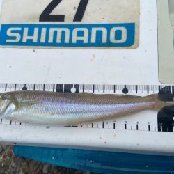 シロギスタ:ムニエリスタ