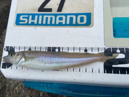 シロギスタ:ムニエリスタ