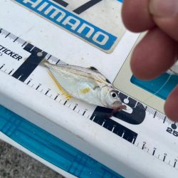 シロギスタ:消えた2匹目のドジョウ