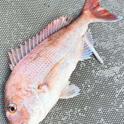 魚種多彩/落とし込み