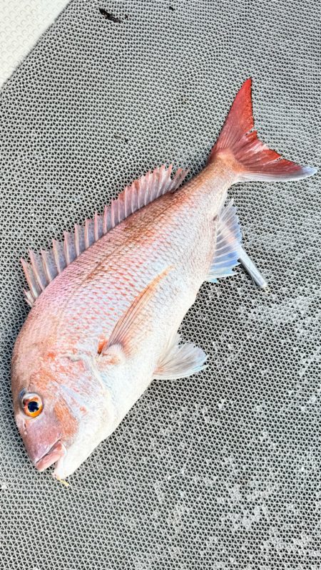 魚種多彩/落とし込み