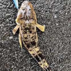 高水温の時はマゴチ率高め!!