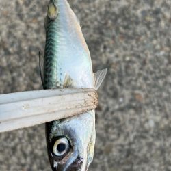 ジグサビキ　33