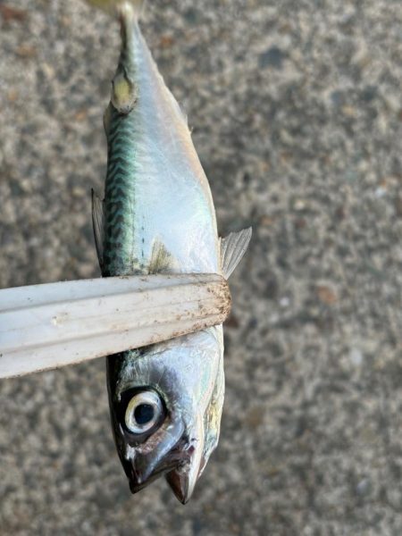 ジグサビキ　33