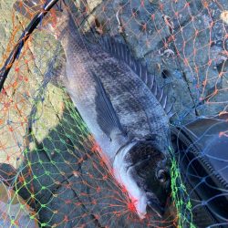 釣れれば40cmオーバーのチヌ