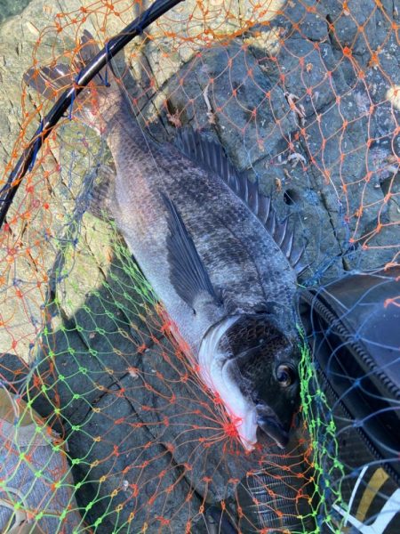 釣れれば40cmオーバーのチヌ