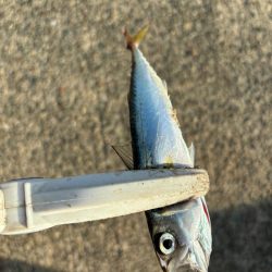 ジグサビキ　34