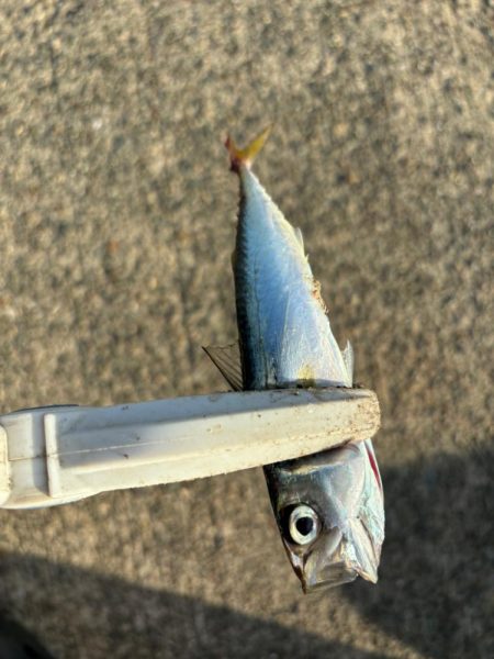 ジグサビキ　34