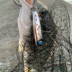 トップウォーター最高!