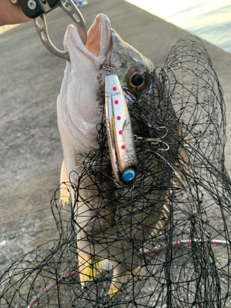 トップウォーター最高！