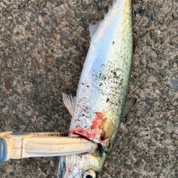 ジグサビキ　28