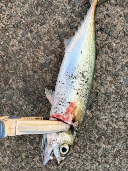 ジグサビキ　28