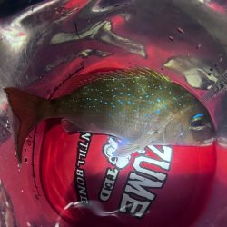 アジングのつもりが