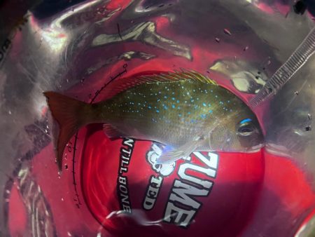 アジングのつもりが