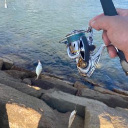 シロギスタ:チャリコよいずこへ