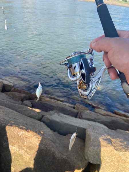 シロギスタ:チャリコよいずこへ