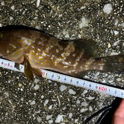 アコウ活性高！