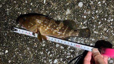 アコウ活性高！