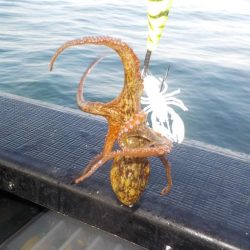 タコ延長戦〜パイレーツダイユウ丸〜