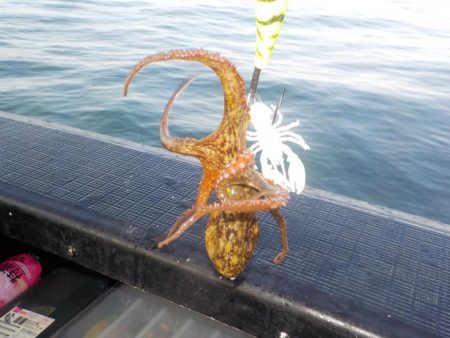 タコ延長戦〜パイレーツダイユウ丸〜