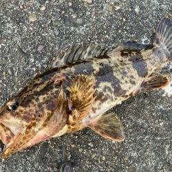 【タコフィネス】アコウ2 + ベッコウゾイ1 + ガシラ複数 + タコ2