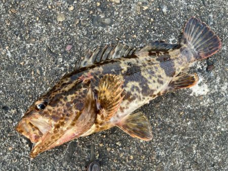 【タコフィネス】アコウ2 ＋ ベッコウゾイ…