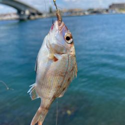 シロギス釣り！