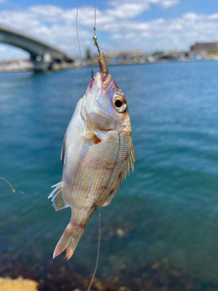 シロギス釣り！