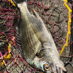 ヘチってきました