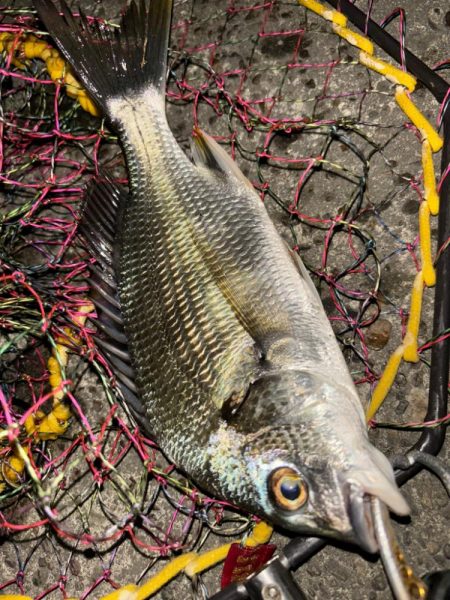 ヘチってきました