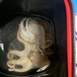 初めてのタコ釣り