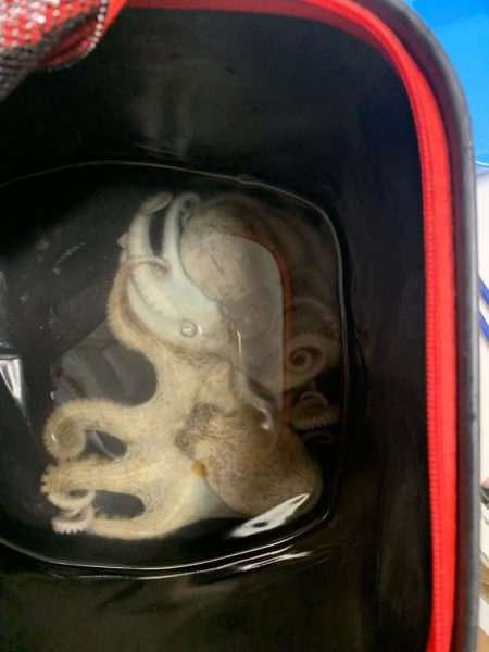 初めてのタコ釣り