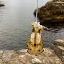 ちょこっとエギング