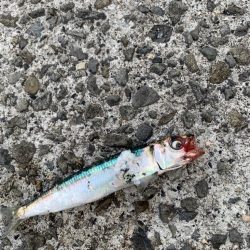 アジの活性があがってきた！