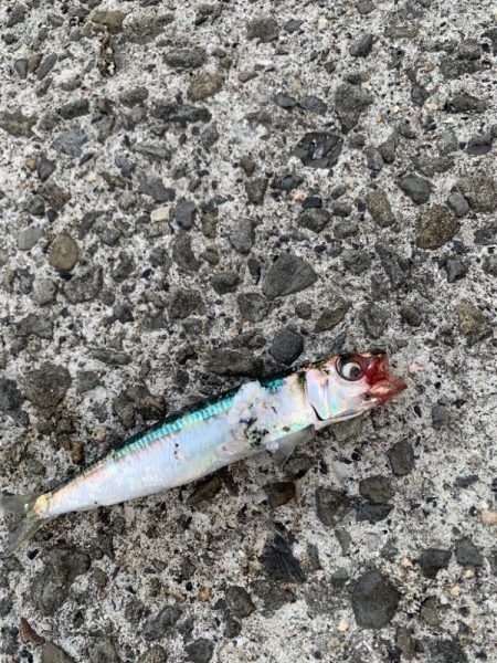 アジの活性があがってきた！