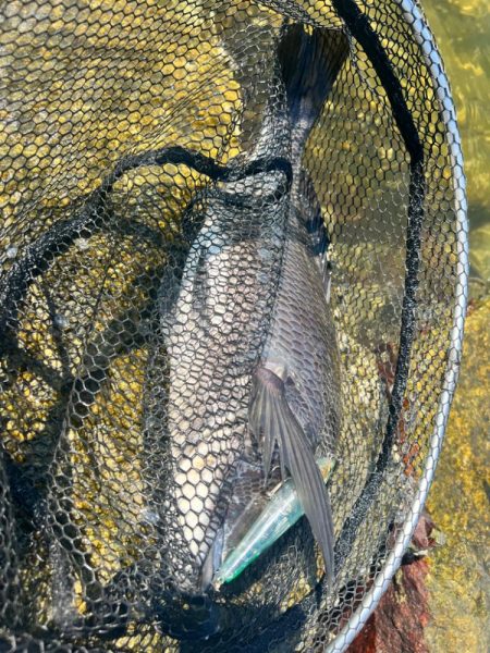 みんなトップルアーでのチニング