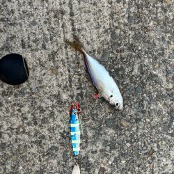 ジグサビキ　29