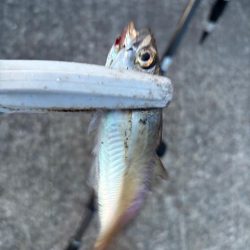 ジグサビキ　32