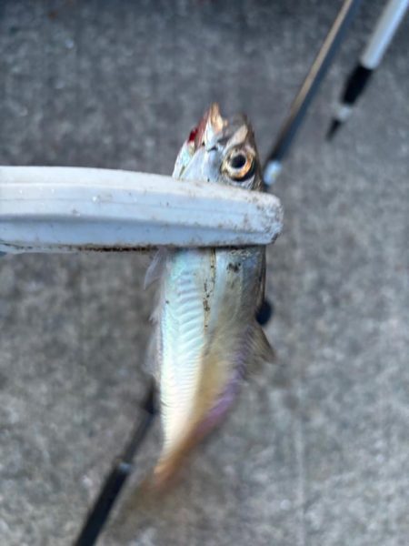 ジグサビキ　32