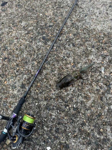 台風前エギング