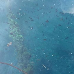 カワハギは釣れない!