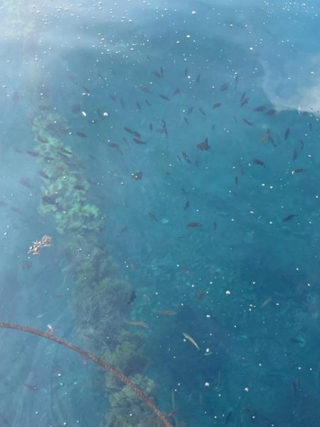 カワハギは釣れない!