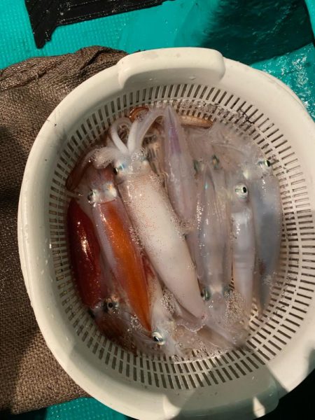 まだまだ暑いイカメタル