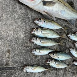 エビ撒きで20センチアジ釣れてます