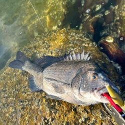 チニング歴2年目で