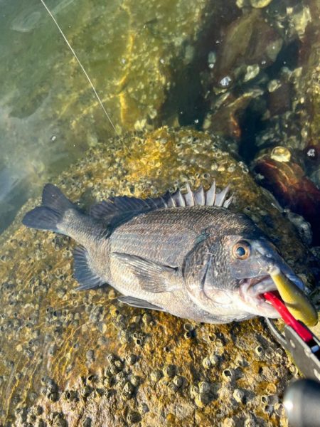 チニング歴2年目で