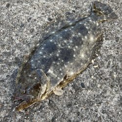 そこそこ 底の魚