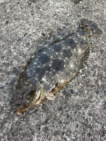 そこそこ 底の魚