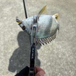 アジングがギビング