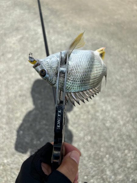 アジングがギビング